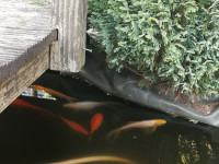 Zlate ribice za ribnik