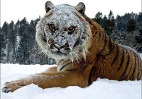 Prodam srebrnik Sibirski tiger,