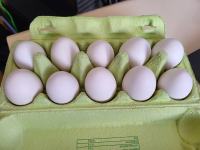 Kokošja jajca iz proste reje - bele barve, avtohtona slovenska pasma