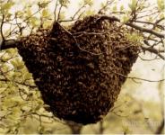Čebele - čebelji roj - ogrebanje čebel
