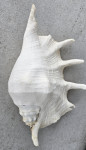 Velika morska školjka Lambis Truncata 33cm x 23cm x 10cm Stanje razvid