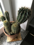 Nasad štirih različnih vrst kaktusov