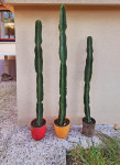 Kaktus Sicilija večje velikosti lep dekorativni kaktus