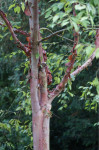Kitajska rdeča breza (Betula albosinensis), Majšperk