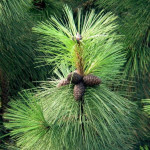 Ponderosa bor ali rumeni ameriški bor (Pinus ponderosa)