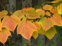 Rdeče žilni javor (Acer rufinerve), Majšperk