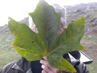Velikolistni ali oregonski javor (Acer macrophyllum), Majšperk
