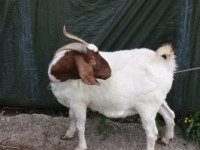 Burska koza