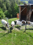 Burske koze