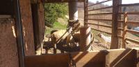 jagenčki  -ovce oven   okolica KK-možna dostava