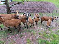 Kamerunska ovca in dva mladiča ovna (menjava)