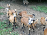 Kamerunska ovca kamerunski oven kamerunske ovce