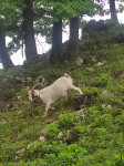 Burska Koza