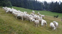Kupim ovce 040 560 652