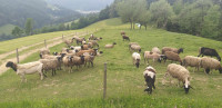 Kupim ovce zaradi povečanja črede