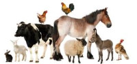 Odkup živine Ovce koze konji oslice govedo