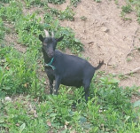 Prodam mini koze