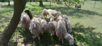 stare ovce