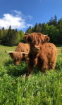 Telička - škotsko govedo