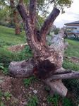 Orehova korenina, očiščena je še na hlodu