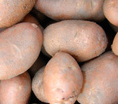 Prodam krompir Bellarosa za nadalnje sajenje