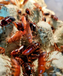 Turški ščurek (Shelfordela lateralis) Živa hrana