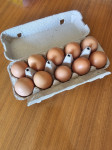 Domača jajca iz proste reje