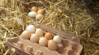 Domača jajčka