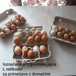 Prodam domača kokošja jajca proste reje L velikosti;)