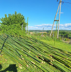 Bambusove palice