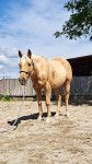 Kastrat Quarter Horse