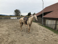 Kastrata paint horse