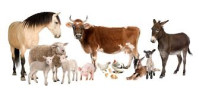 Odkup živine konji,krave,ovce,koze,oslice
