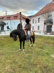 Paint horse prodamo