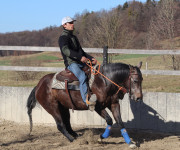 Ujahovanje in trening konj