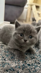 Britanska kratkodlaka mačka (mladiči)