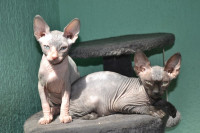 Sfinaga - Sphynx - mačke bez dlake