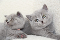 britanska mačka, modra britanka , Fife rodovnik KIKI Cattery Celje