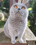 Odrasla britanska kratkodlaka mačka - britanka Z RODOVNIKOM