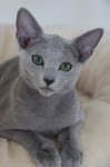 Ruska Modra mačka- moški mucek na voljo