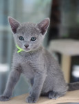 Ruska Modra mačka- moški mucek na voljo