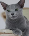 Ruska modra mačka - dva mačja samčka gresta skupaj v nov dom