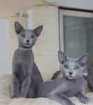 Ruska modra mačka - dva mačja samčka gresta skupaj v nov dom