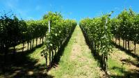 Prodam vinograd z bukovim gozdom v naselju Banfi, k.o. Štrigova