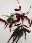 Japonski javor - Acer palmatum Raraflora