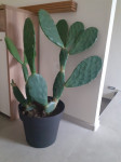 Kaktus 1 meter