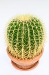 Kaktus vrste Ferocactus