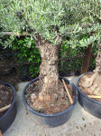 stare oljke , okrasne oljke , oljke za ureditev okolja 30 -100 let