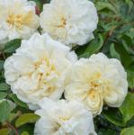 Vrtnica plezalka (rambler) Albéric Barbier, krem bela