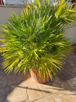 Zunanja palma  višina  150 cm